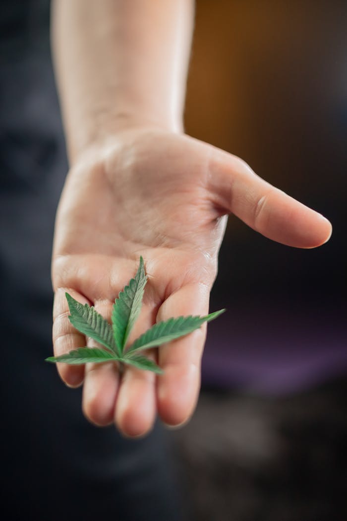 Detailed image of a cannabis leaf resting on an outstretched hand.